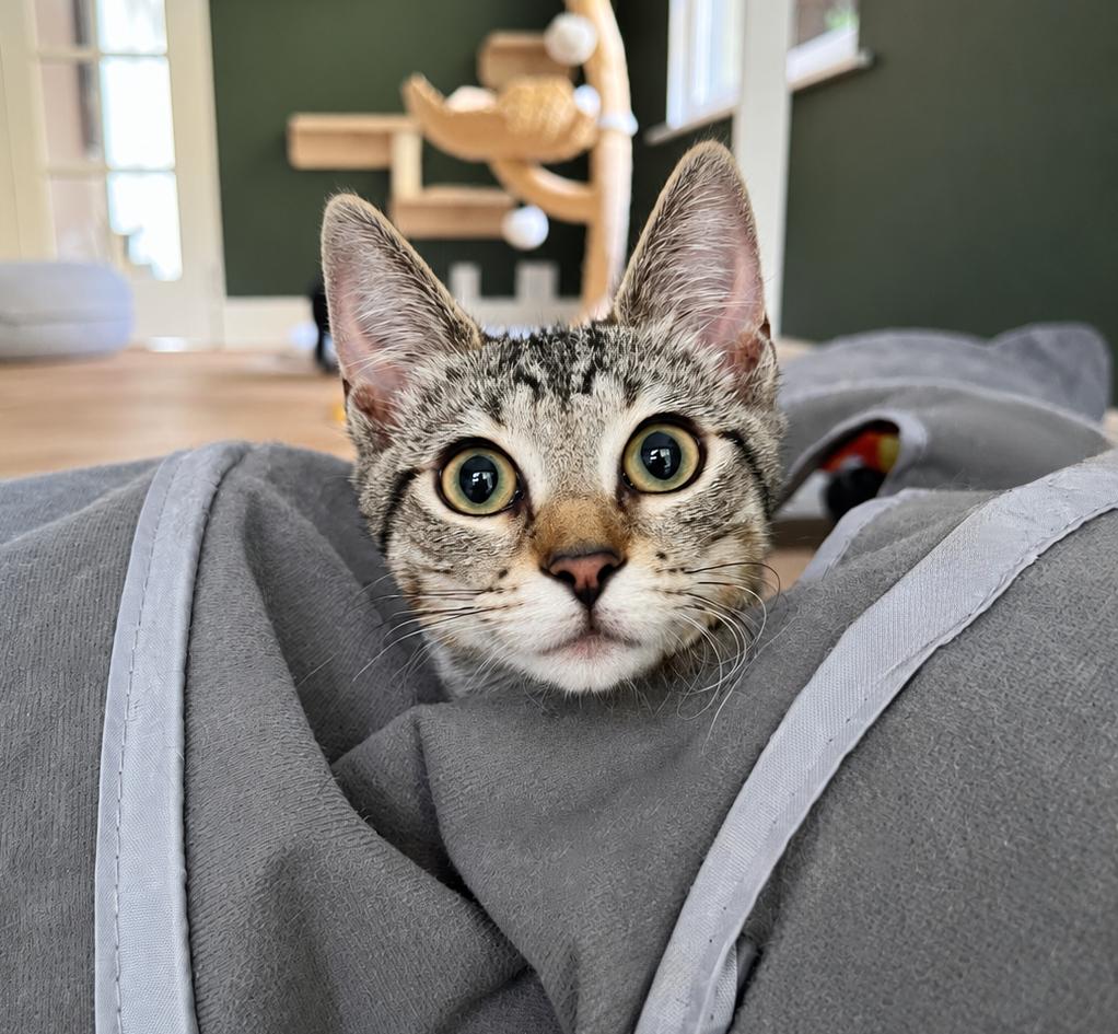 Enlarge Bix, a Adoptable Tabby in Alameda, CA image 1/3