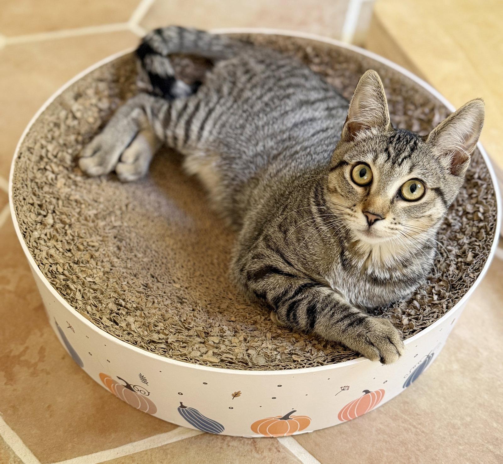 Enlarge Bix, a Adoptable Tabby in Alameda, CA image 2/3