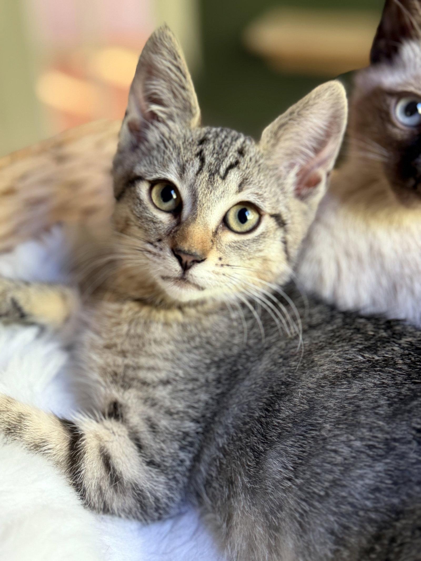 Enlarge Bix, a Adoptable Tabby in Alameda, CA image 3/3