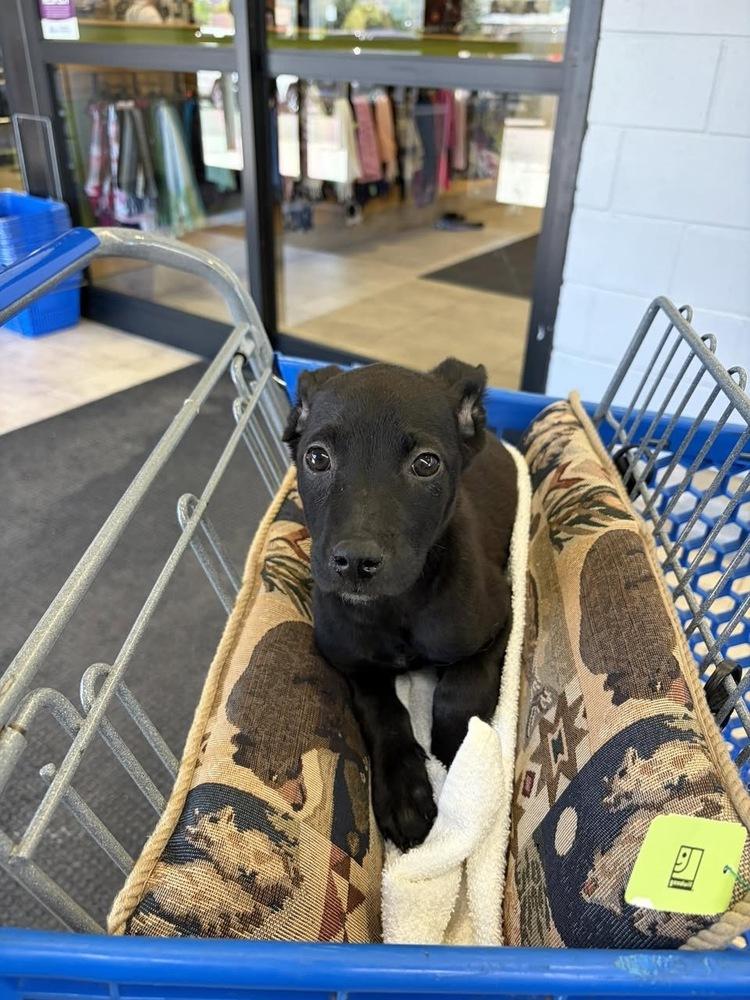 Kyle, Adoptable, Puppy Male Terrier.