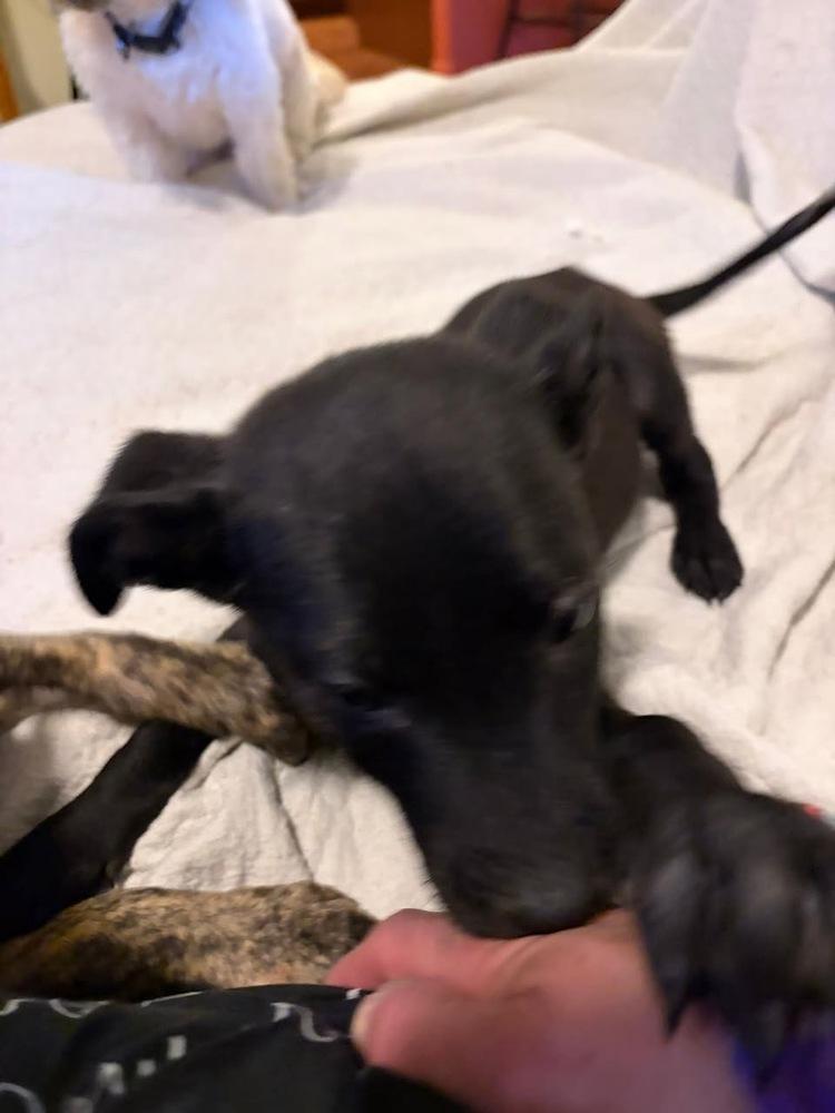 Enlarge Kyle, a Adoptable mixed breed in Colorado Springs, CO image 2/4