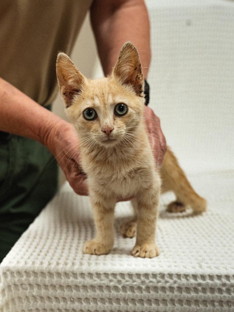 Chippy, Adoptable, Kitten Male Domestic Short Hair.