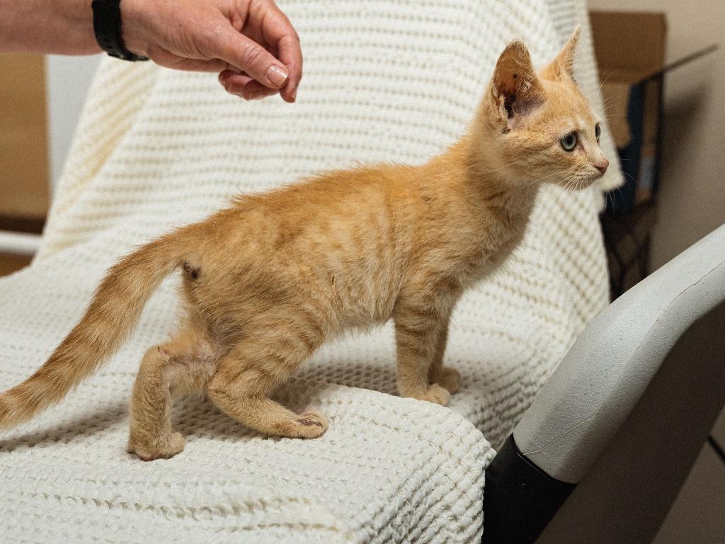 Enlarge Chippy, a Adoptable mixed breed in Mocksville, NC image 2/4