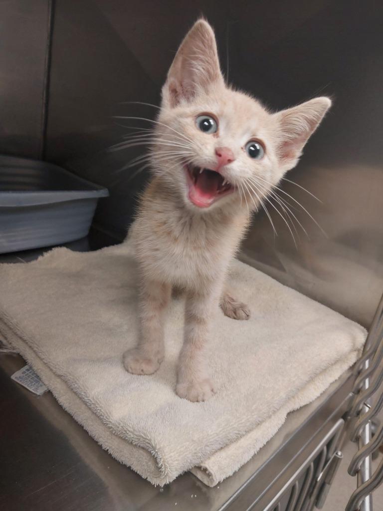 Enlarge Chippy, a Adoptable mixed breed in Mocksville, NC image 1/1