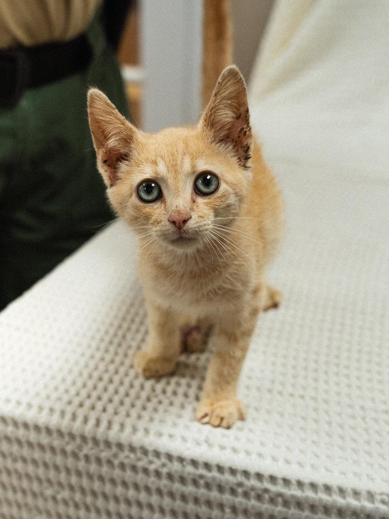 Enlarge Chippy, a Adoptable mixed breed in Mocksville, NC image 4/4
