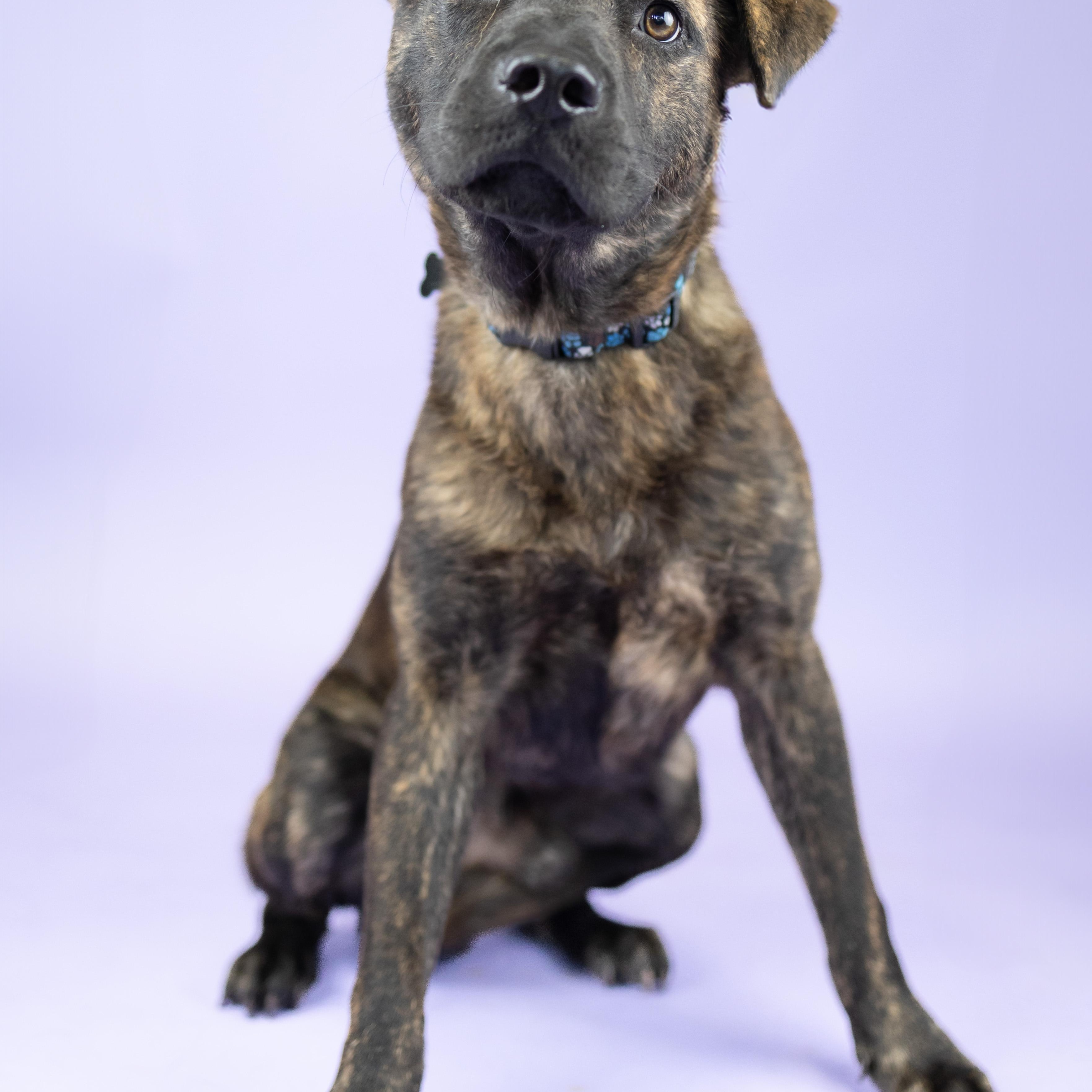 Enlarge Pistachio, a Adoptable mixed breed in Portland, OR image 2/2