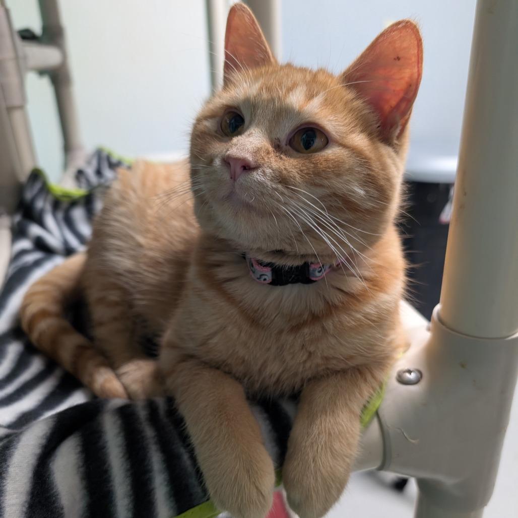 Ginger, a Adoptable Domestic Short Hair in Blair, WI image 1/4