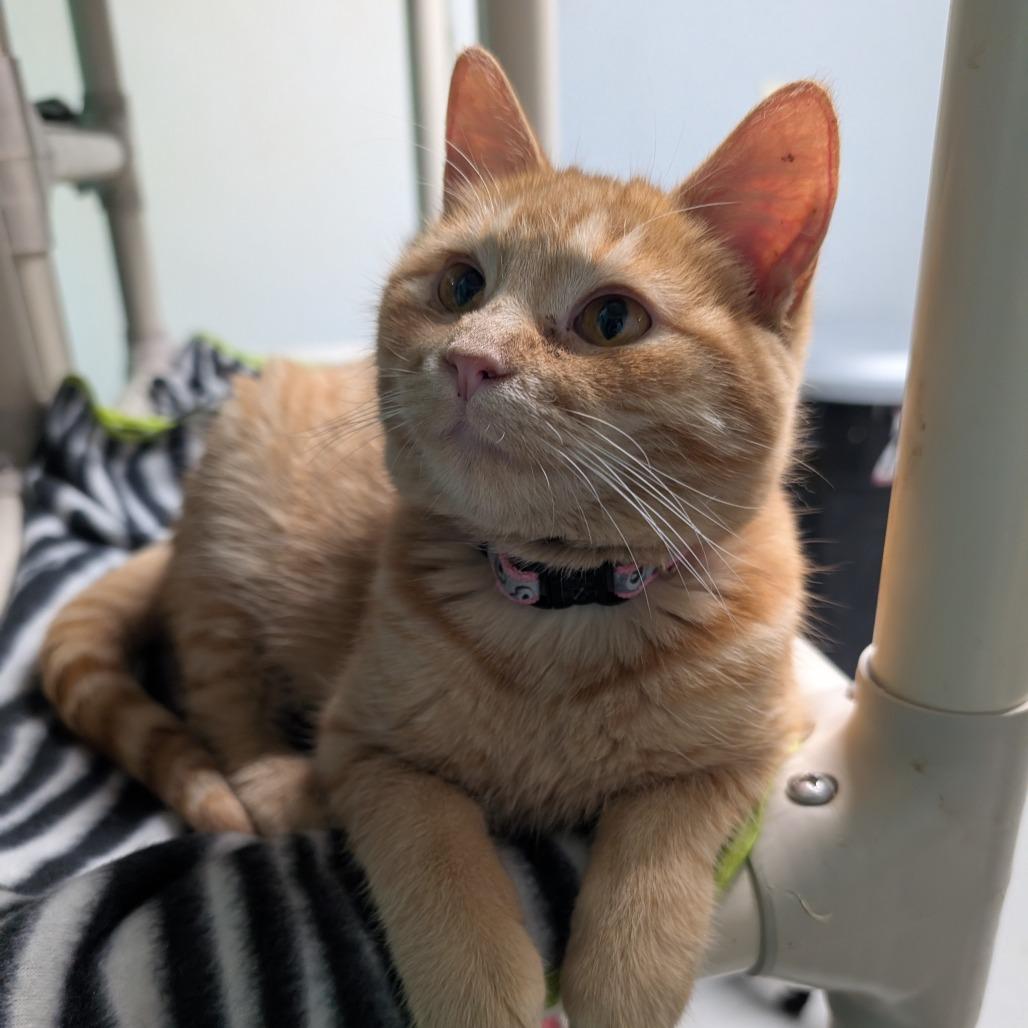 Ginger, a Adoptable Domestic Short Hair in Blair, WI image 2/4