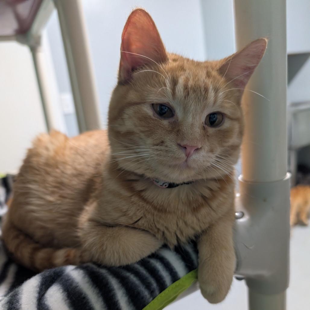 Ginger, a Adoptable Domestic Short Hair in Blair, WI image 4/4