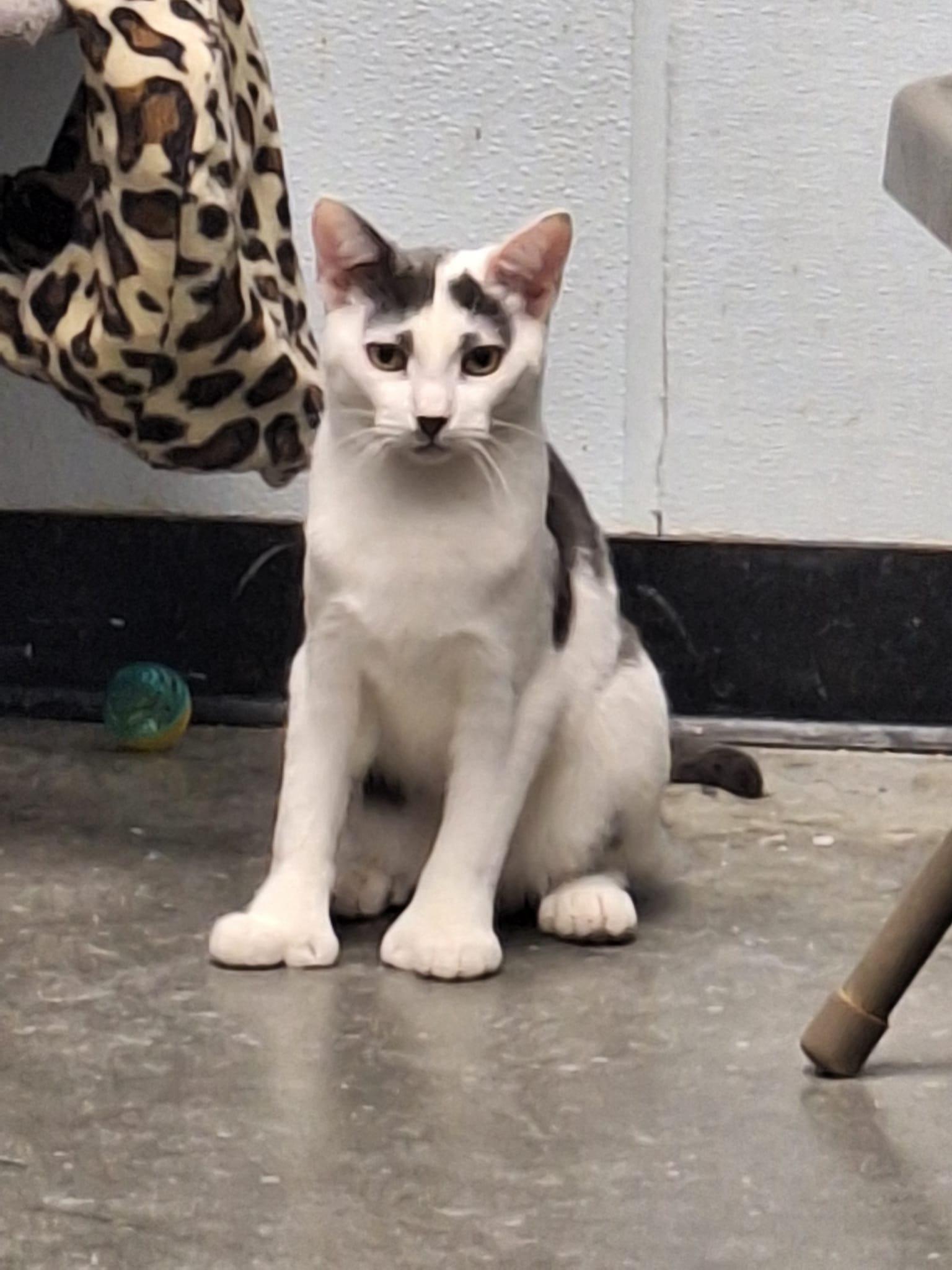 Berlin, Adoptable, Kitten Male Domestic Short Hair.