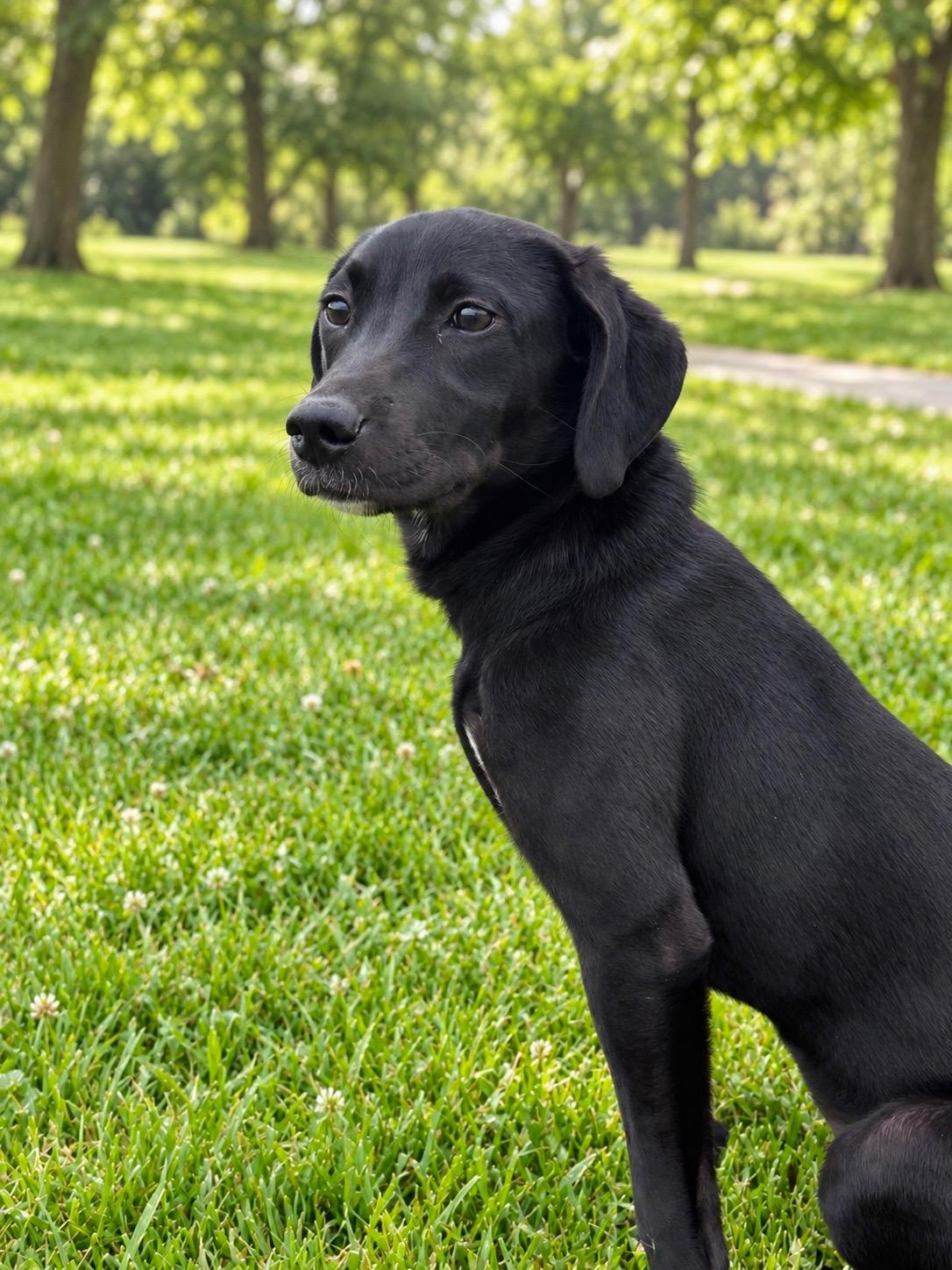 Stella, Adoptable, Puppy Female Labrador Retriever & Hound.
