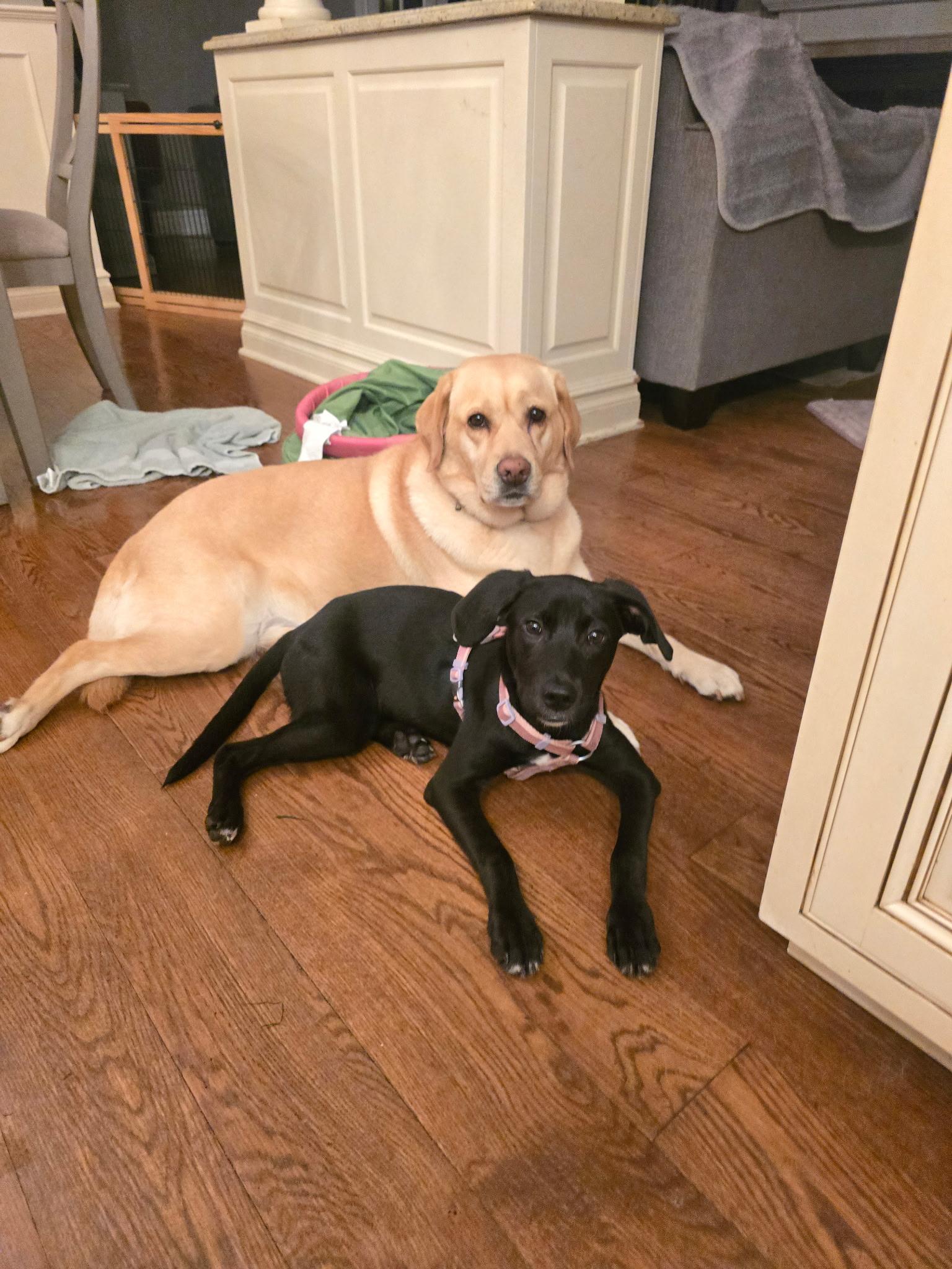 Enlarge Stella, a Adoptable mixed breed in Oceanport, NJ image 2/6
