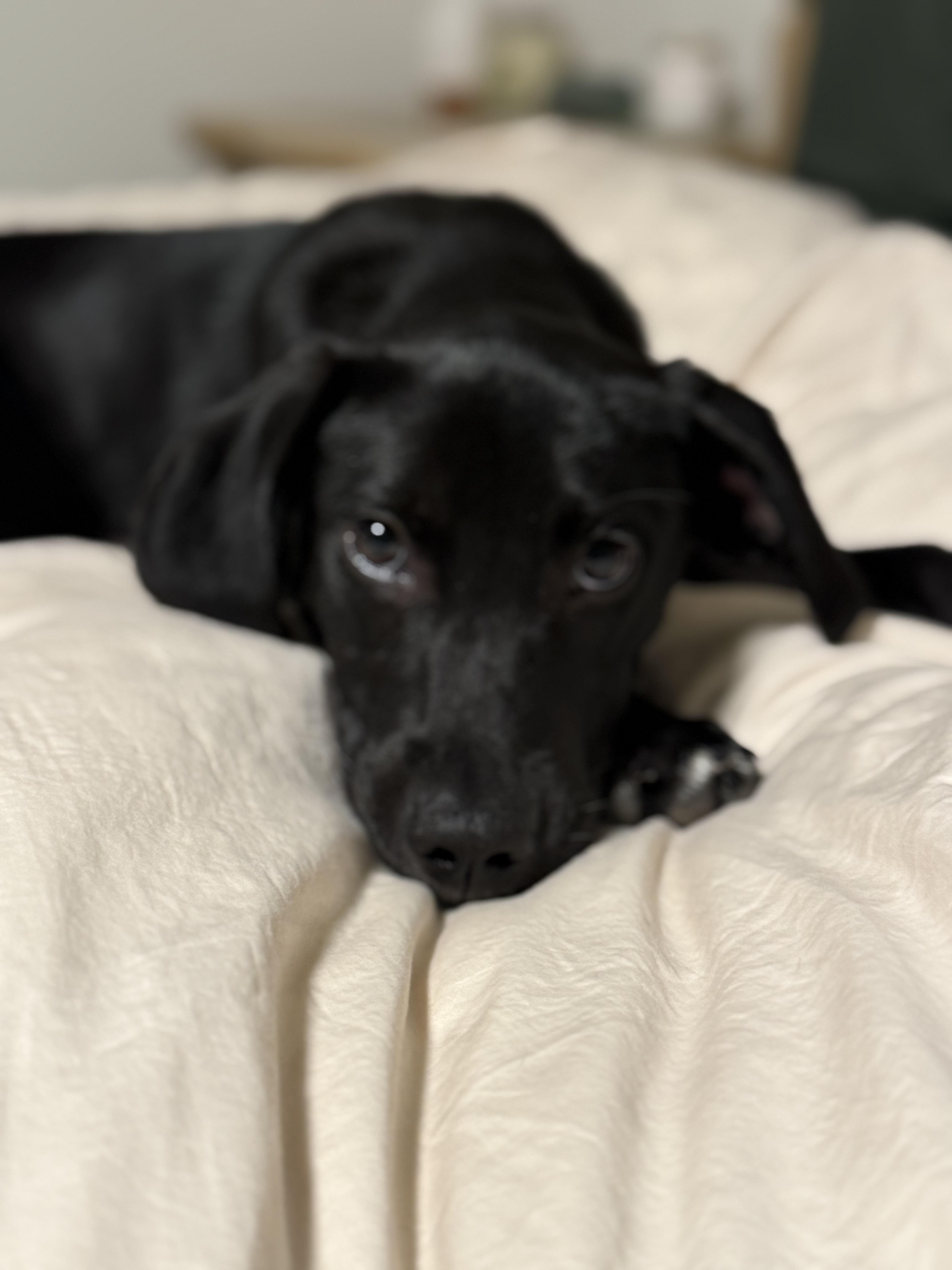 Enlarge Stella, a Adoptable mixed breed in Oceanport, NJ image 5/6