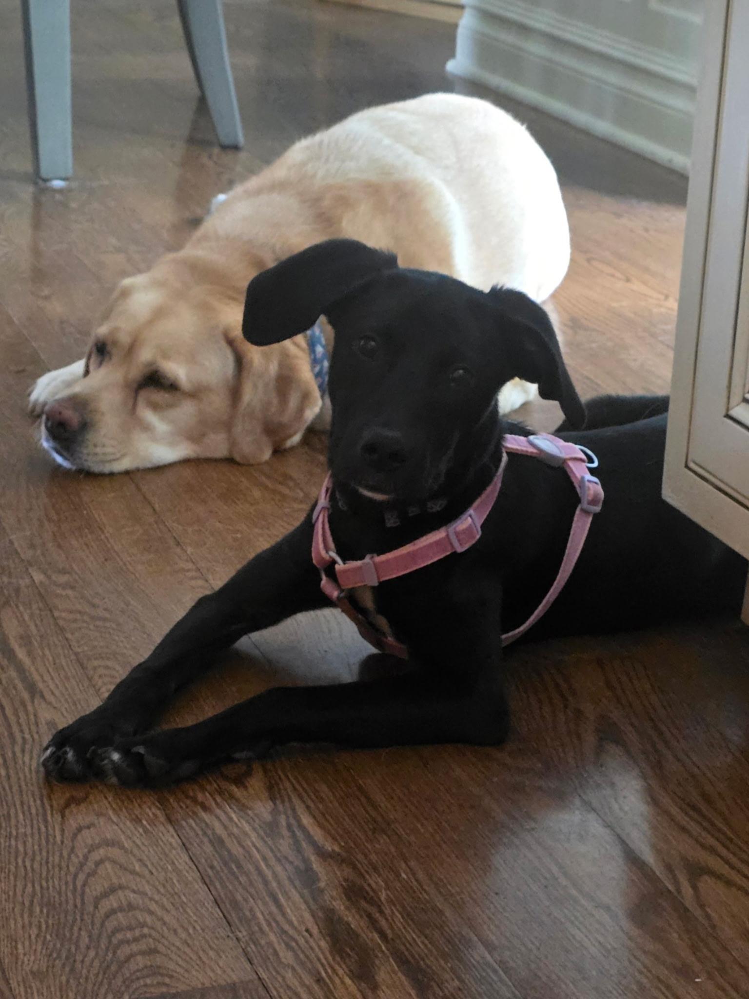 Stella, Adoptable, Puppy Female Labrador Retriever & Pit Bull Terrier.