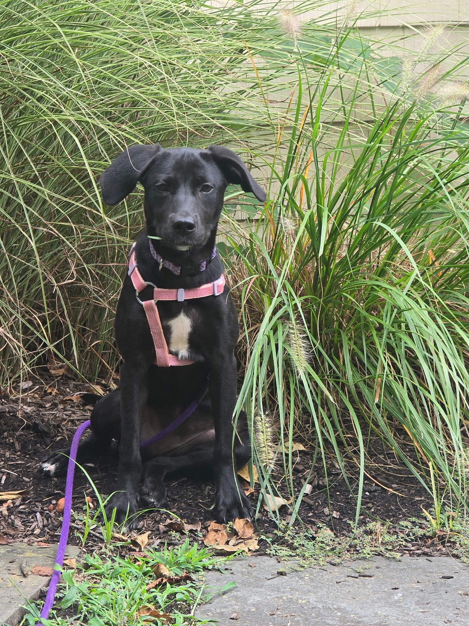 Enlarge Stella, a Adoptable mixed breed in Oceanport, NJ image 6/6