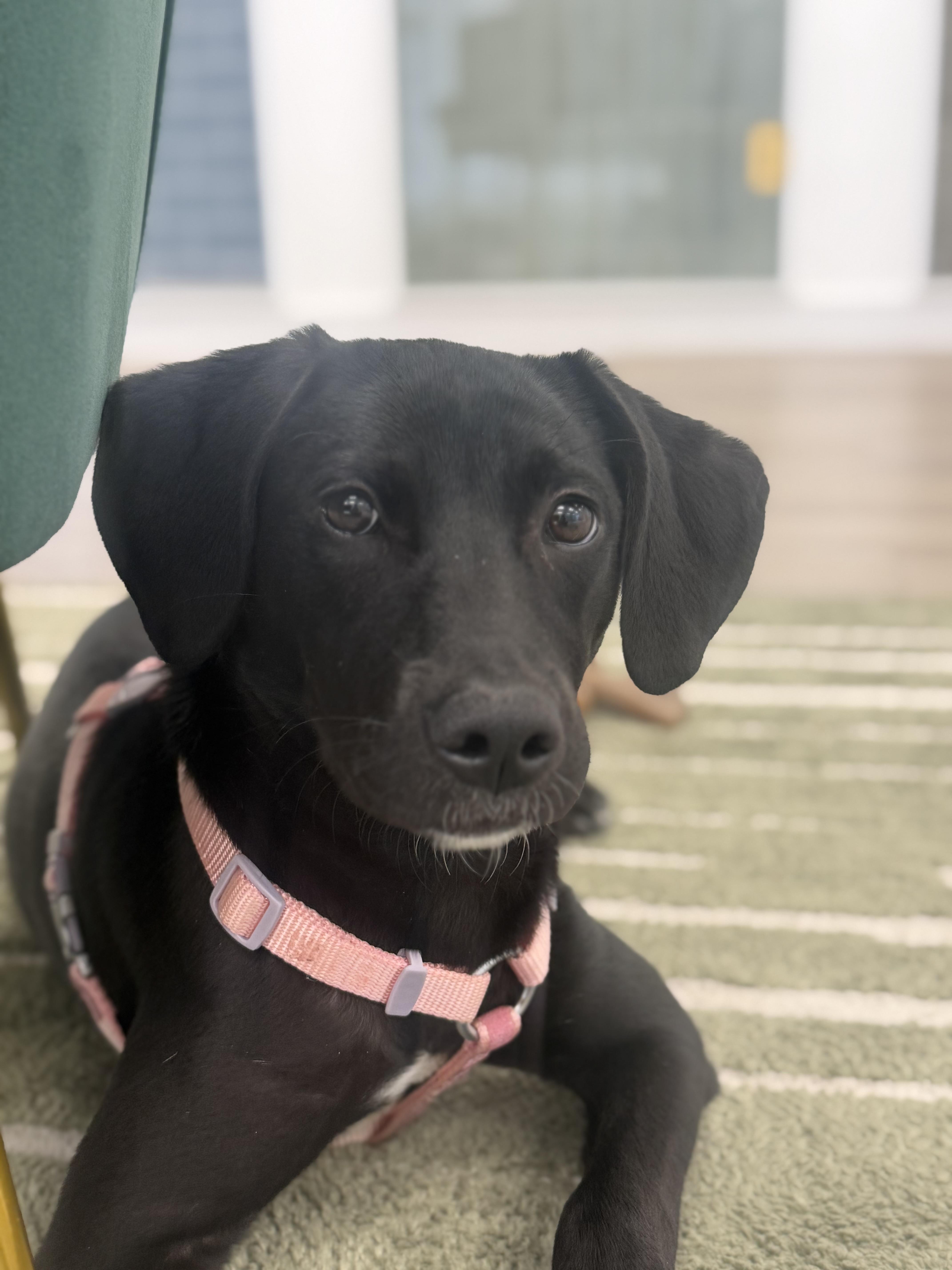 Enlarge Stella, a Adoptable mixed breed in Oceanport, NJ image 6/6