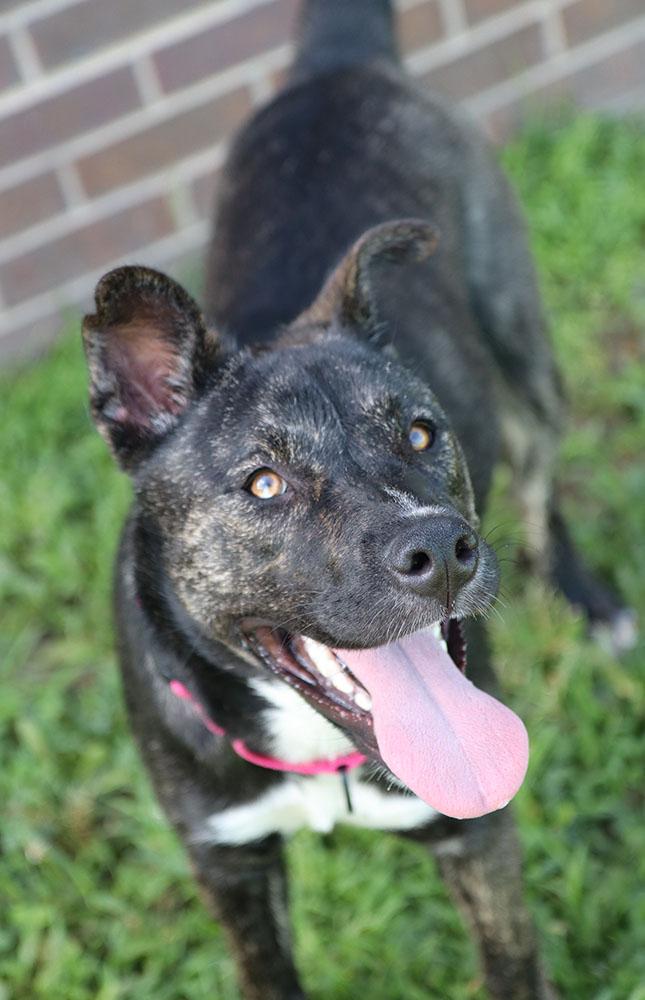 Lila Rose (AO36967), a ADOPTABLE mixed breed in Kansas City, KS image 4/5