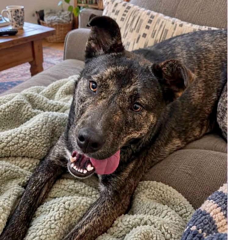 Lila Rose (AO36967), Adoptable, Young Female Dutch Shepherd.