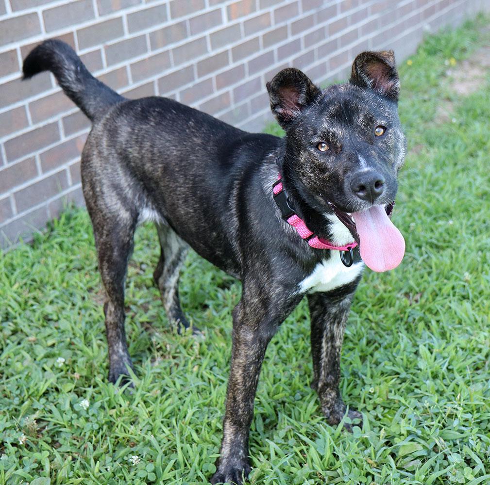Lila Rose (AO36967), a ADOPTABLE mixed breed in Kansas City, KS image 3/5