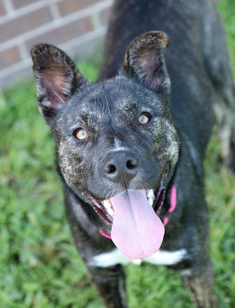 Lila Rose (AO36967), a ADOPTABLE mixed breed in Kansas City, KS image 2/5