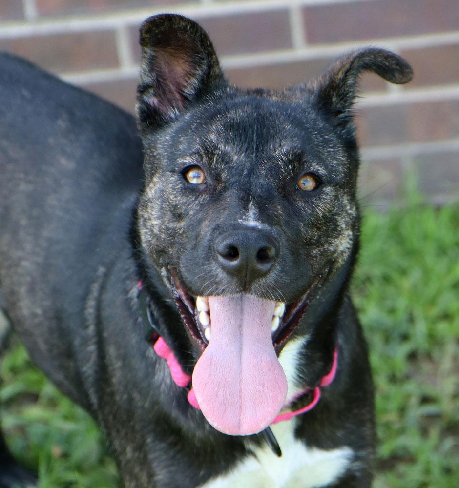 Lila Rose (AO36967), ADOPTABLE, Young Female Dutch Shepherd.