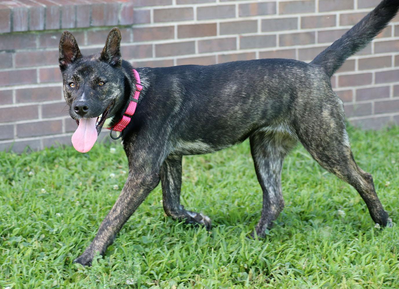 Lila Rose (AO36967), a ADOPTABLE mixed breed in Kansas City, KS image 5/5