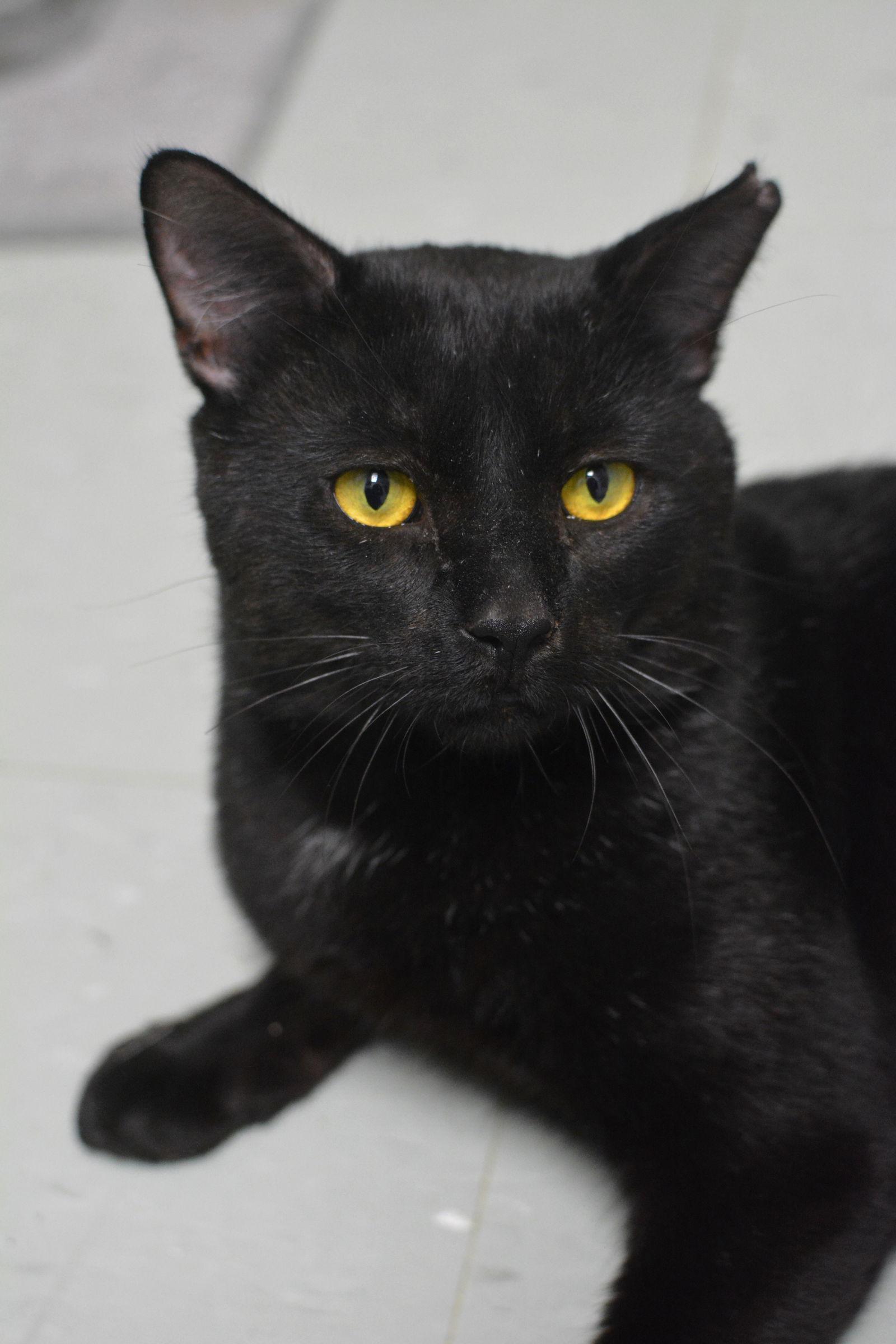 Apollon — thumbnail 2