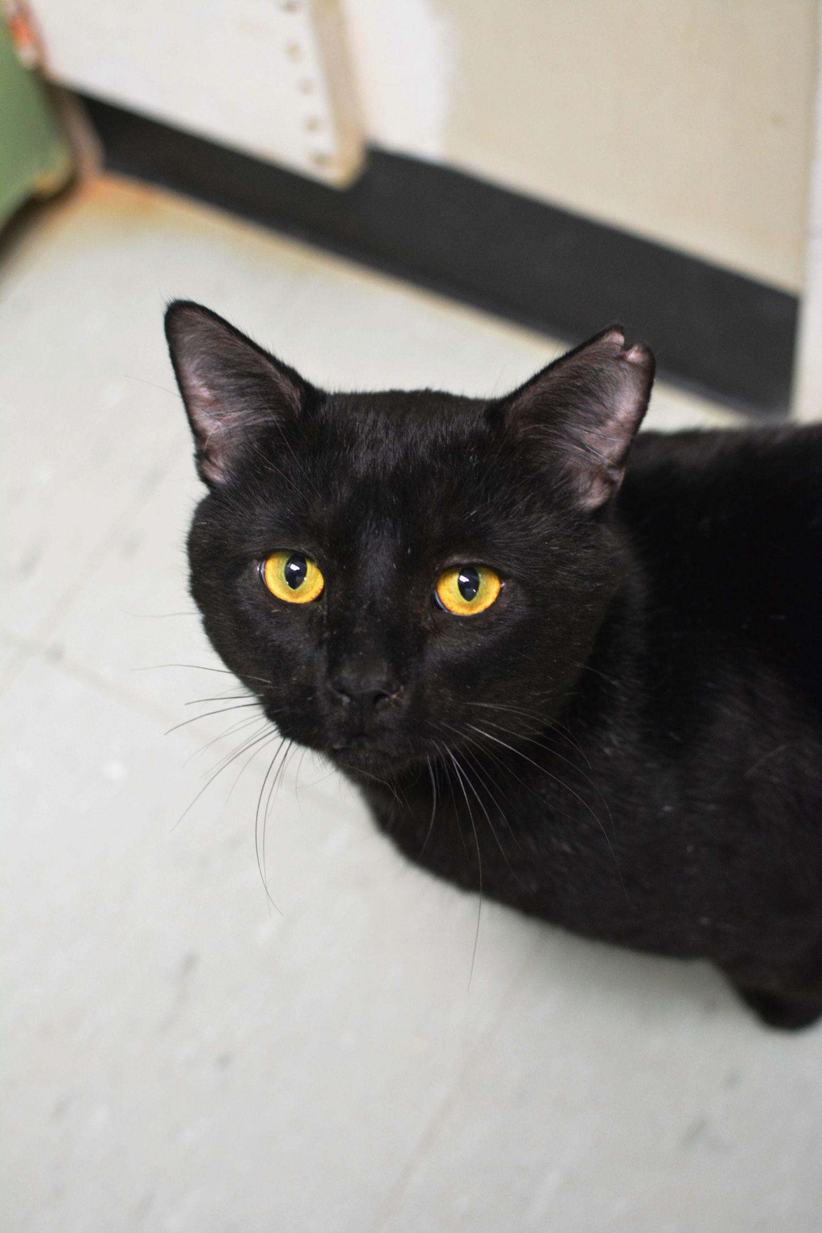 Apollon — thumbnail 3