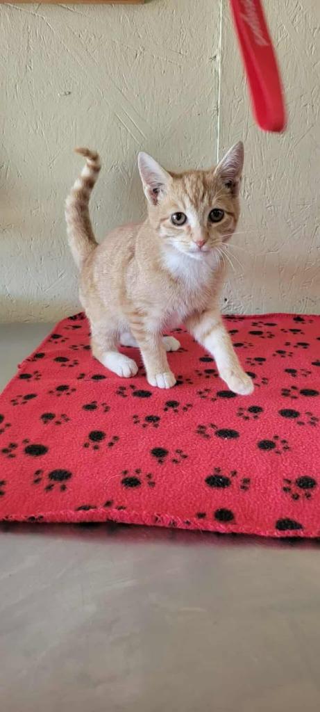 Pumpkin, Adoptable, Kitten Male Domestic Short Hair.