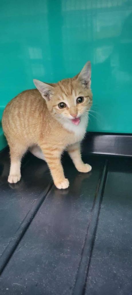 Enlarge Pumpkin, a Adoptable mixed breed in Shelbyville, TN image 2/3
