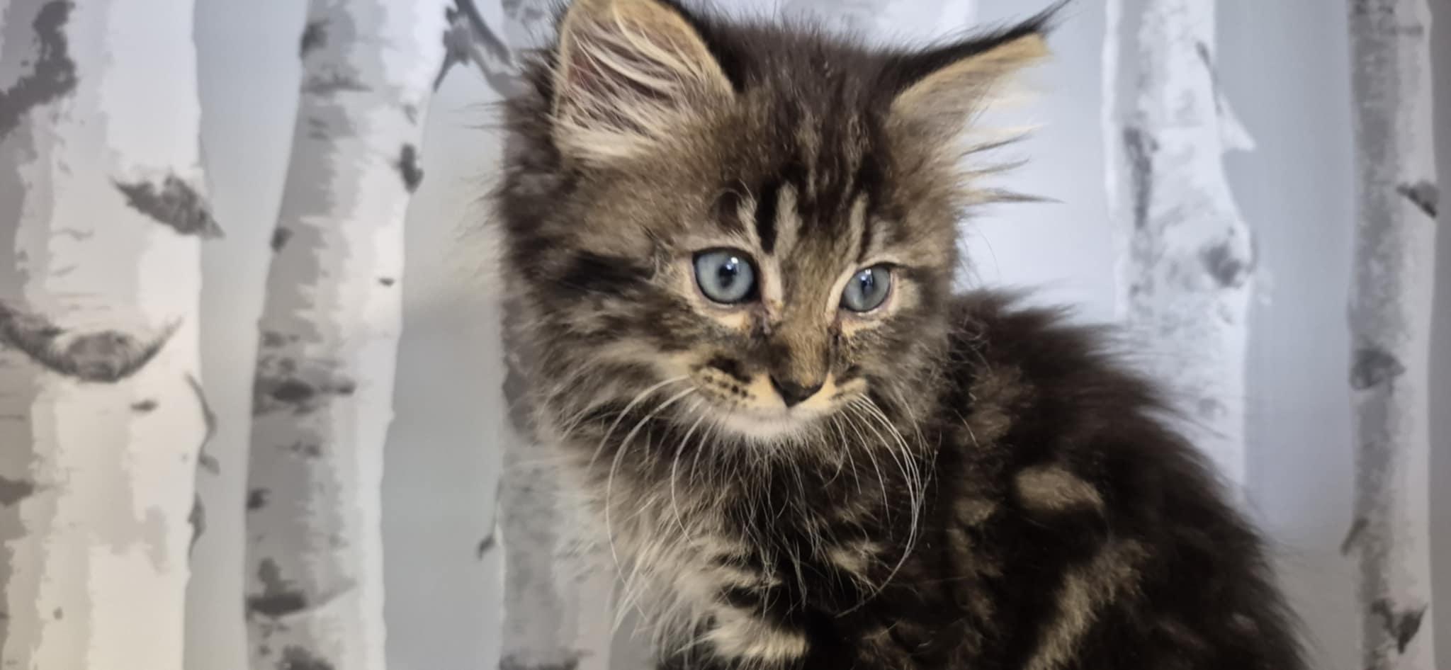Leo, Adopted, Kitten Male Domestic Medium Hair.