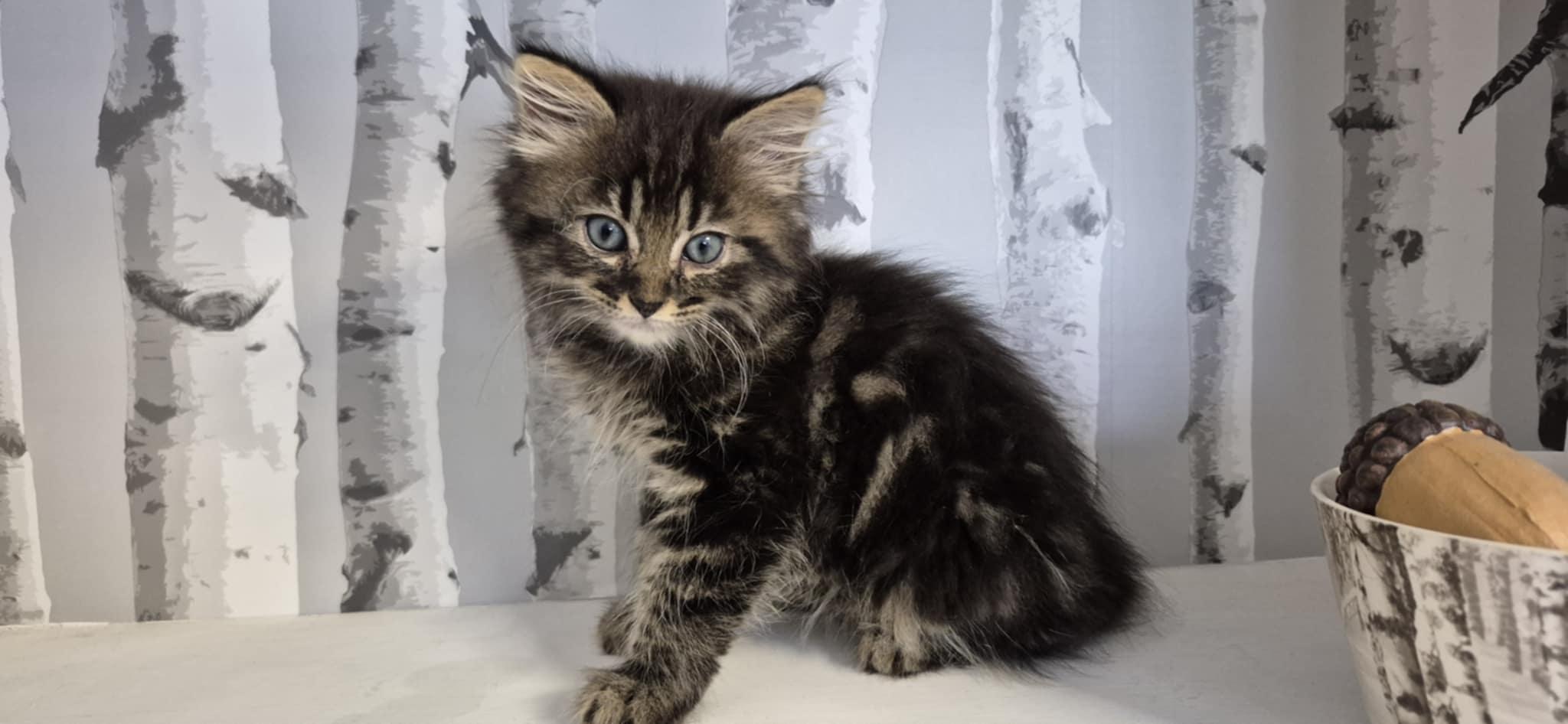 Enlarge Leo, a Adopted Domestic Medium Hair in Conover, NC image 2/5