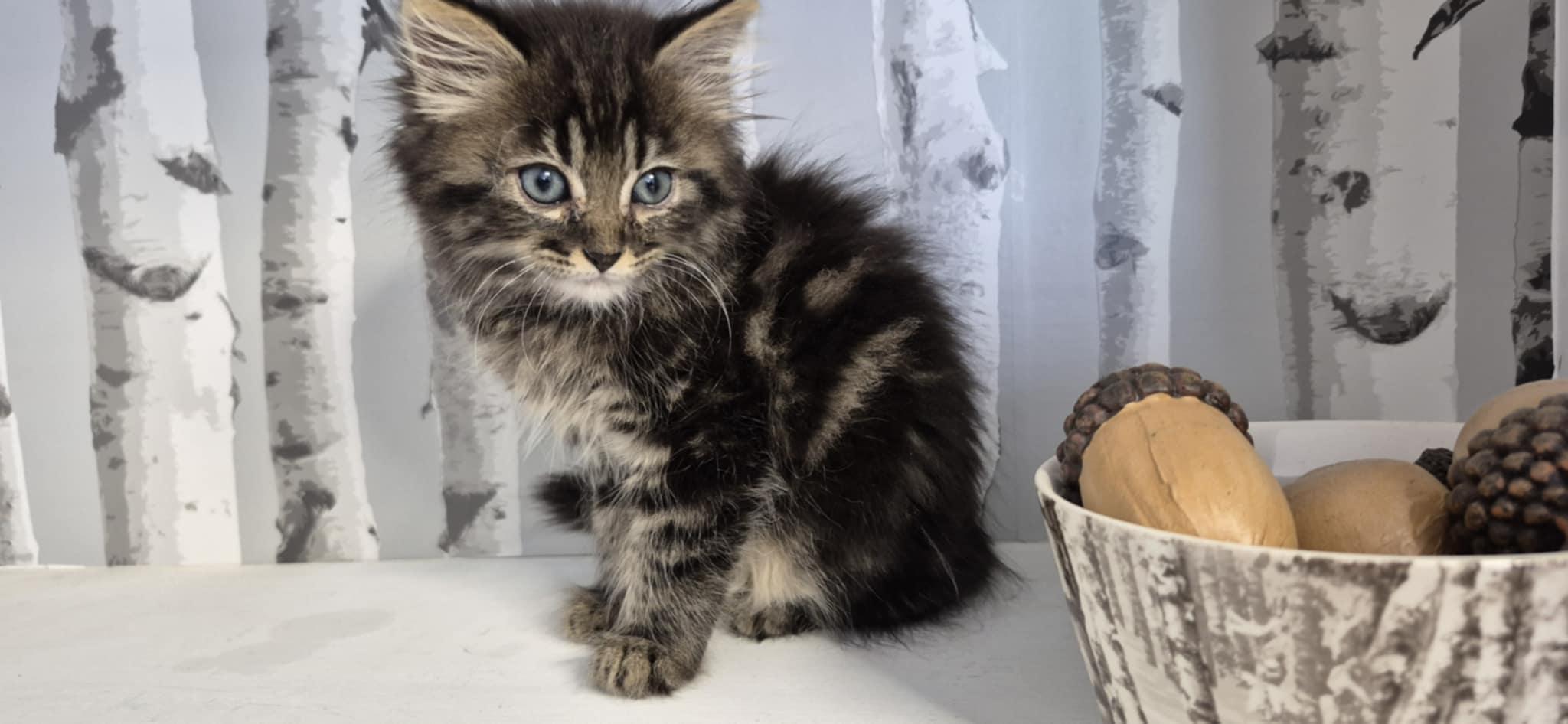 Enlarge Leo, a Adopted Domestic Medium Hair in Conover, NC image 3/5