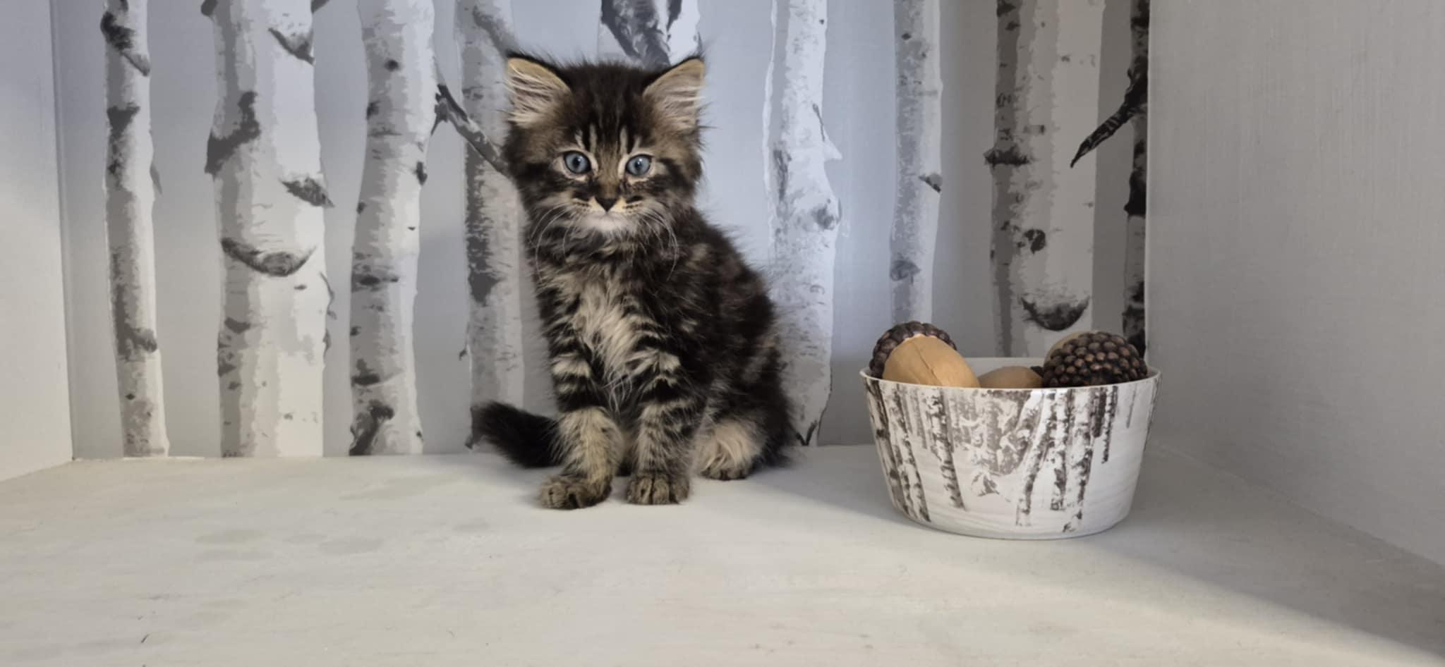 Enlarge Leo, a Adopted Domestic Medium Hair in Conover, NC image 4/5