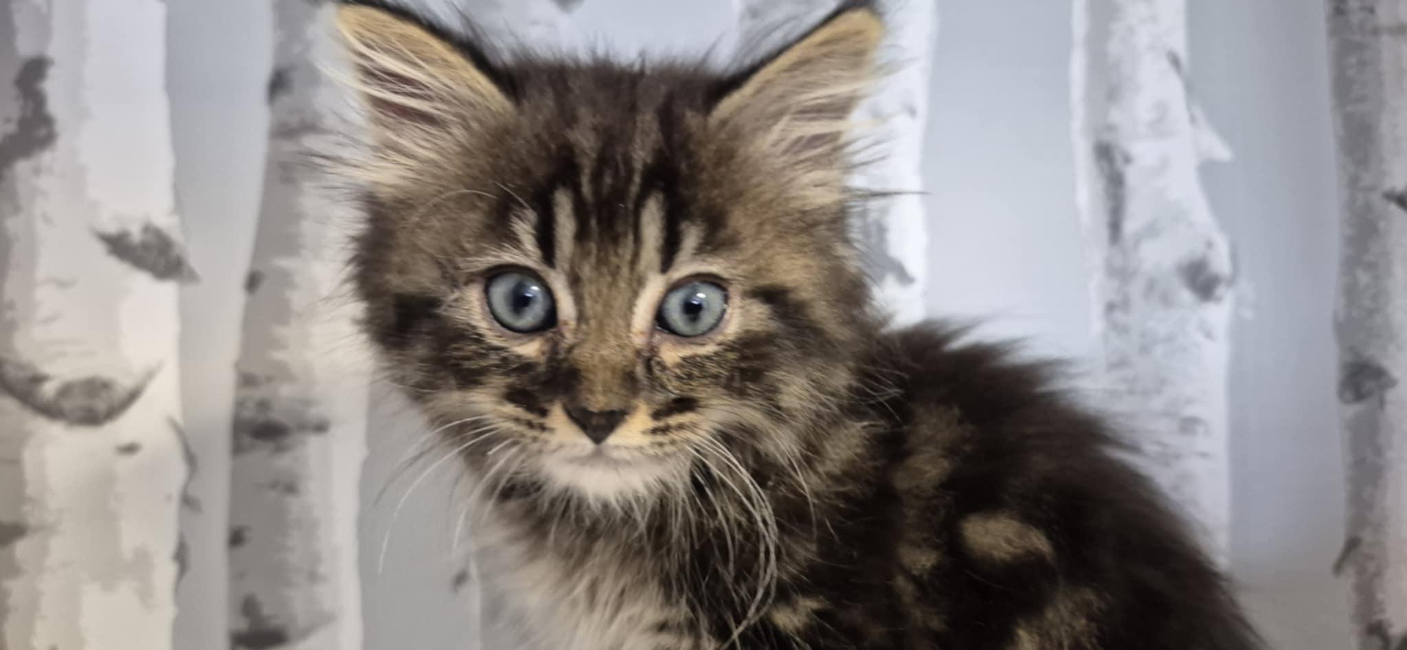 Enlarge Leo, a Adopted Domestic Medium Hair in Conover, NC image 5/5