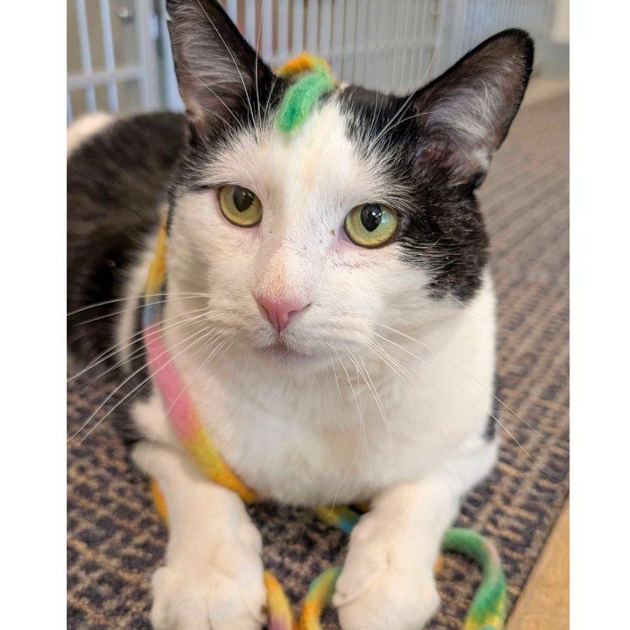 Enlarge Moo, a ADOPTABLE Domestic Short Hair in Stamford, CT image 1/4