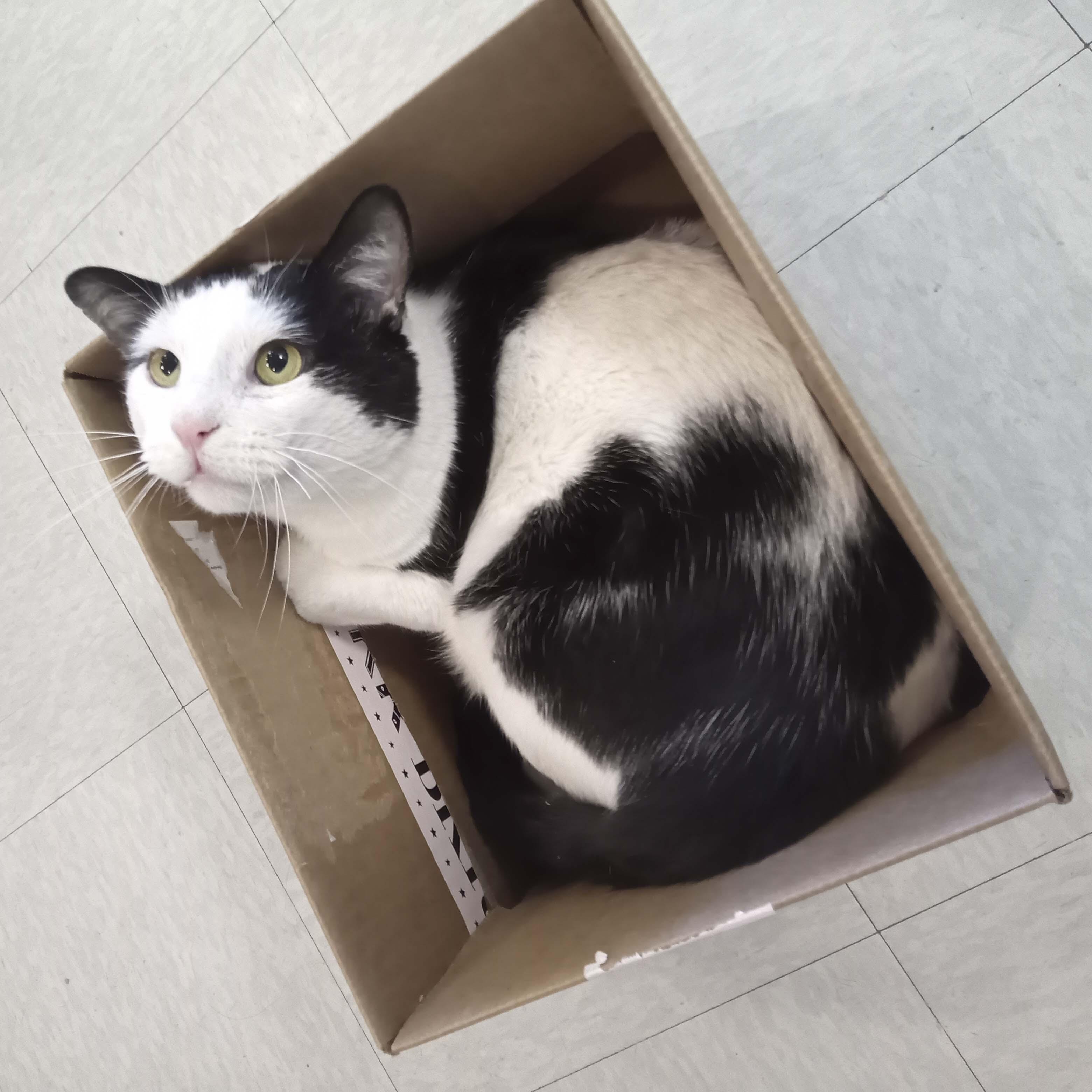 Enlarge Moo, a ADOPTABLE Domestic Short Hair in Stamford, CT image 2/4
