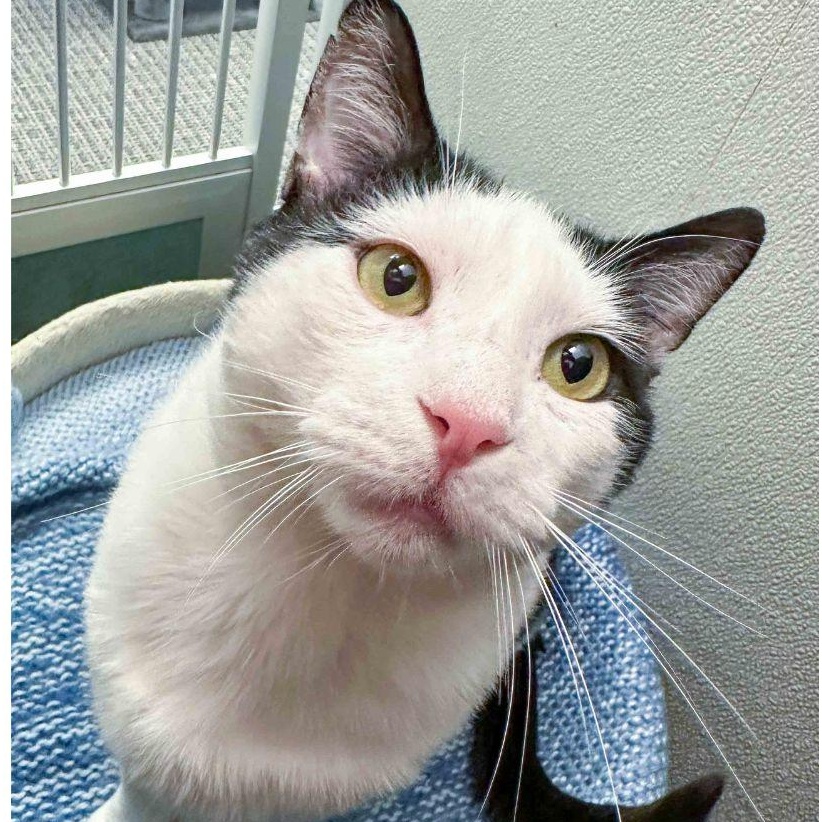 Enlarge Moo, a ADOPTABLE Domestic Short Hair in Stamford, CT image 4/4