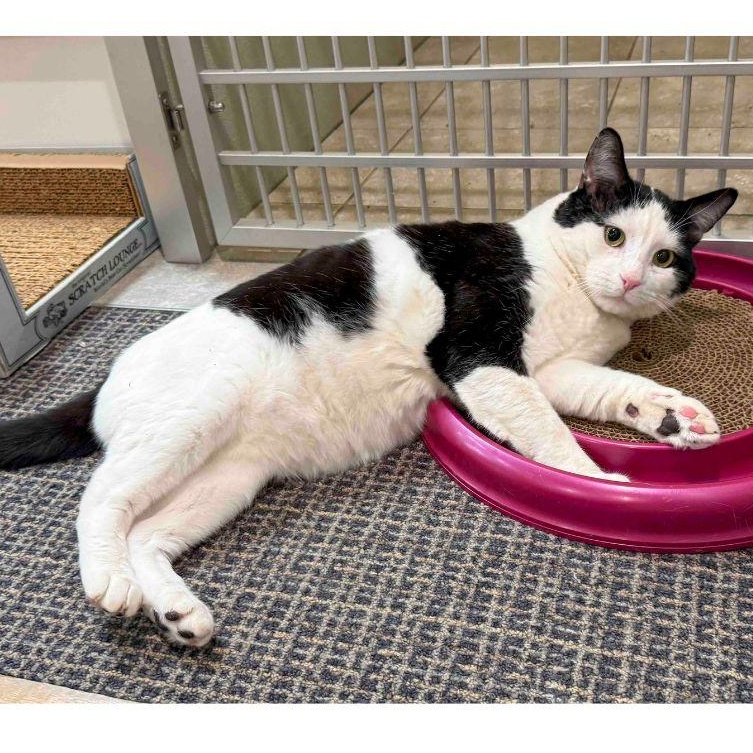 Enlarge Moo, a ADOPTABLE Domestic Short Hair in Stamford, CT image 3/4