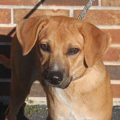 Teddie, Adoptable, Puppy Male Beagle & Mixed Breed.