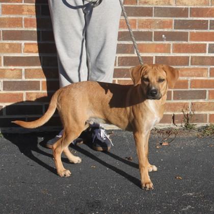 Enlarge Teddie, a Adoptable mixed breed in Elk Grove Village, IL image 2/3