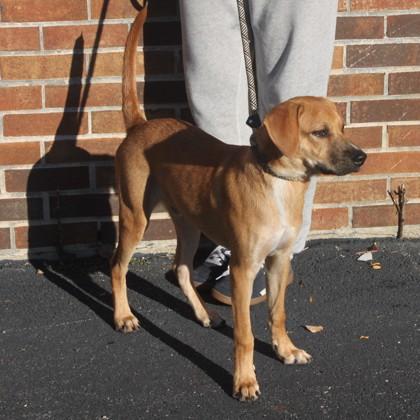 Enlarge Teddie, a Adoptable mixed breed in Elk Grove Village, IL image 3/3