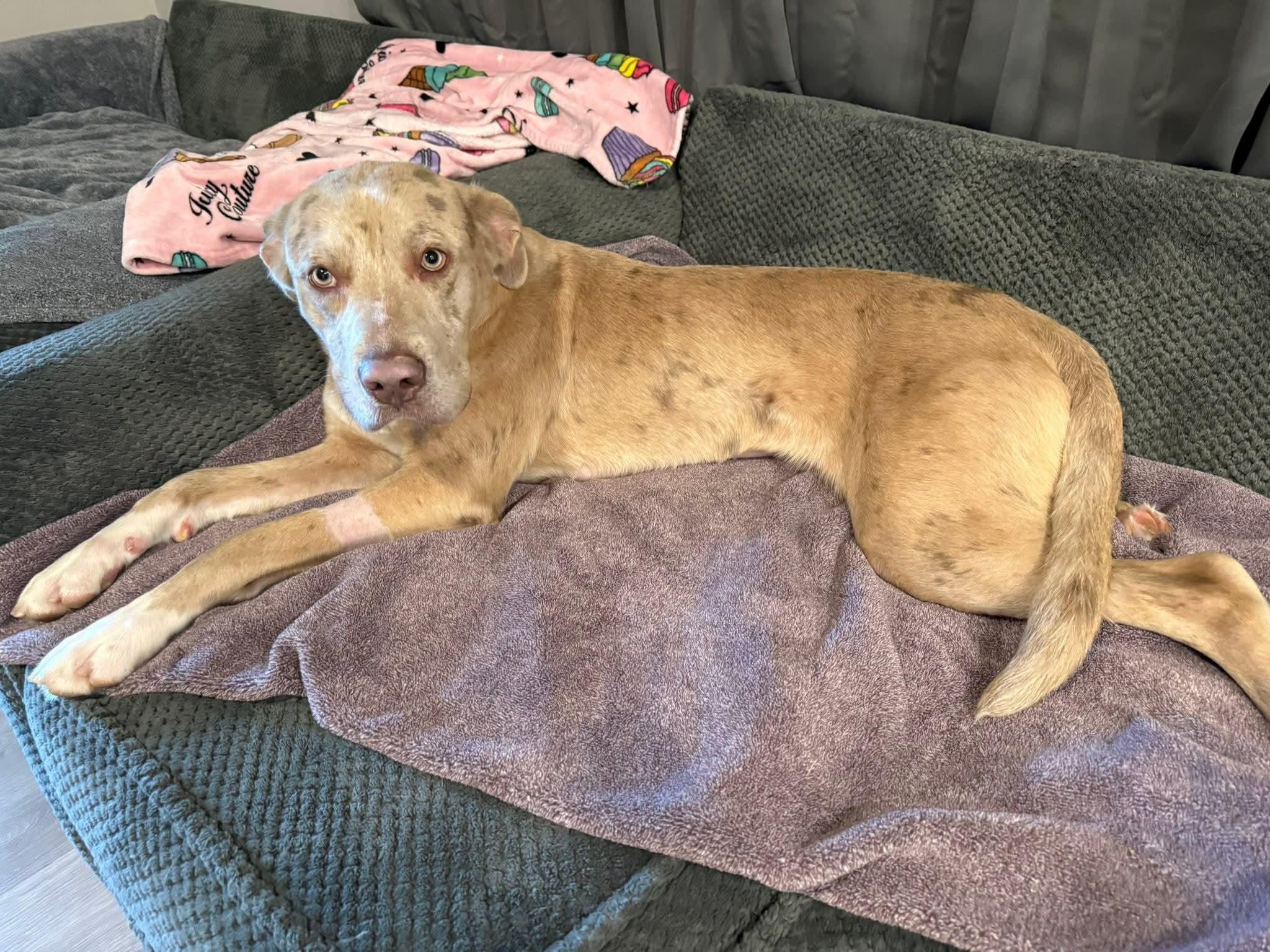 Enlarge Bingo, a Adoptable mixed breed in Dittmer, MO image 2/6