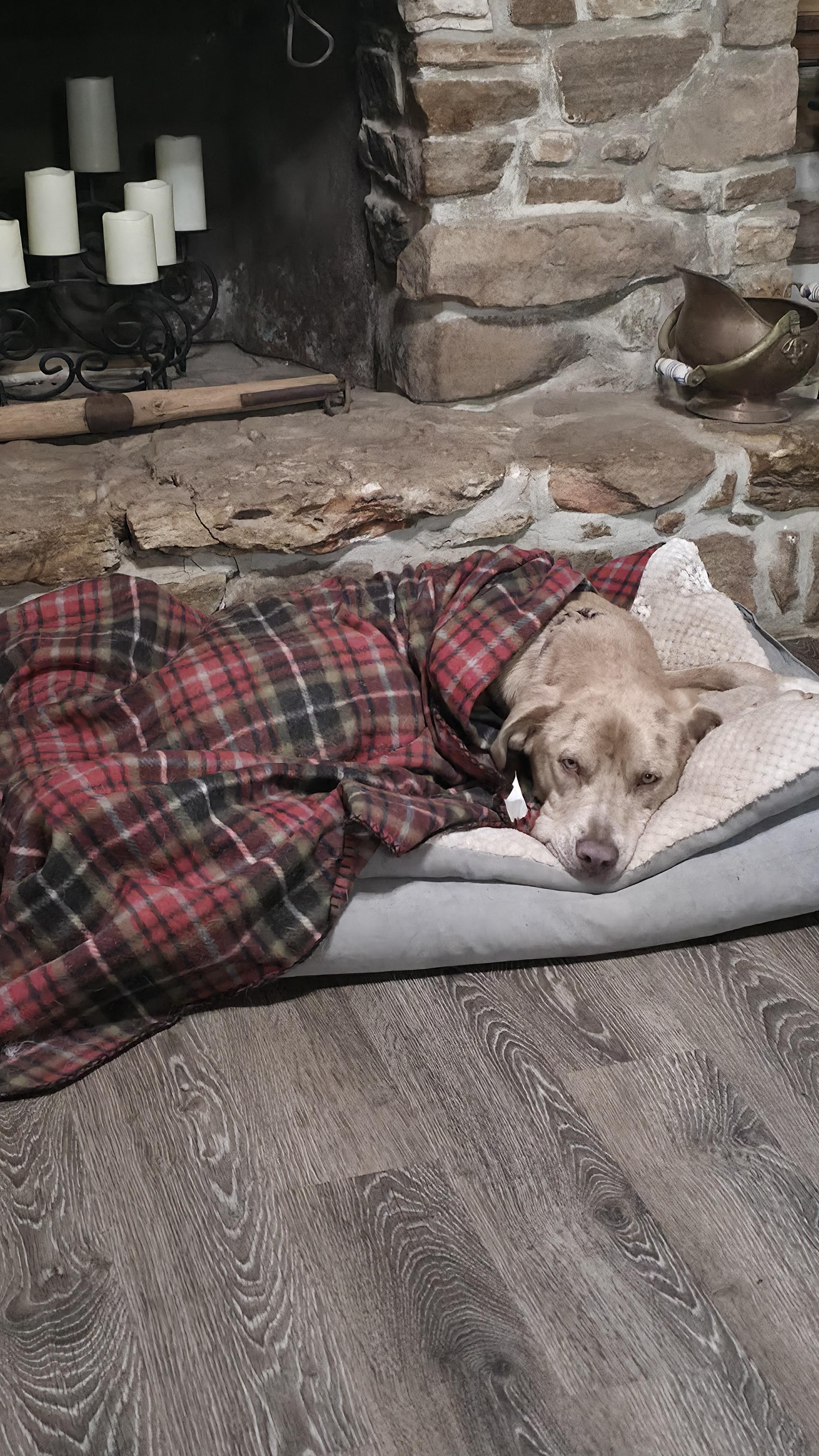 Enlarge Bingo, a Adoptable mixed breed in Dittmer, MO image 3/6