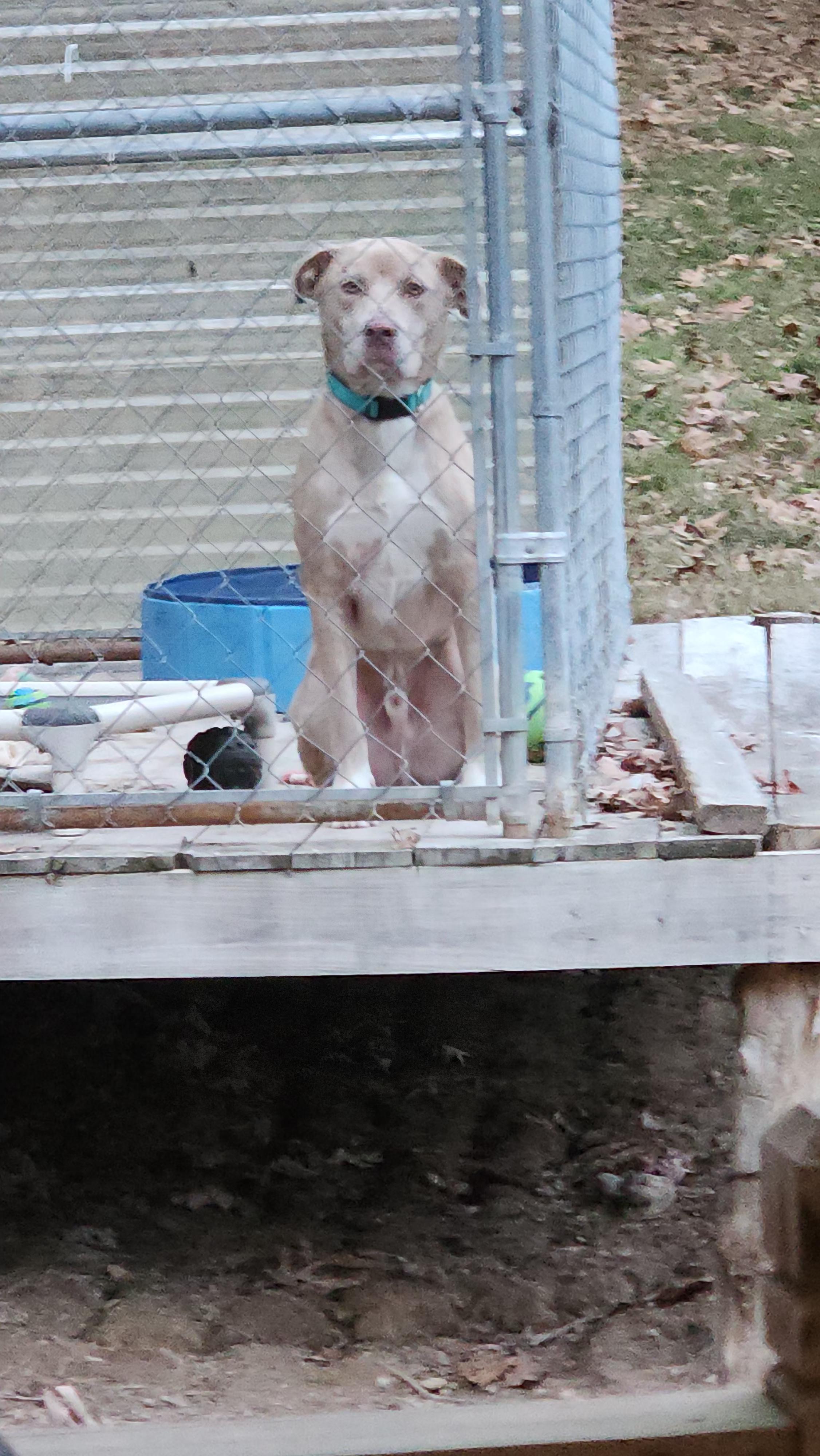 Enlarge Bingo, a Adoptable mixed breed in Dittmer, MO image 5/6