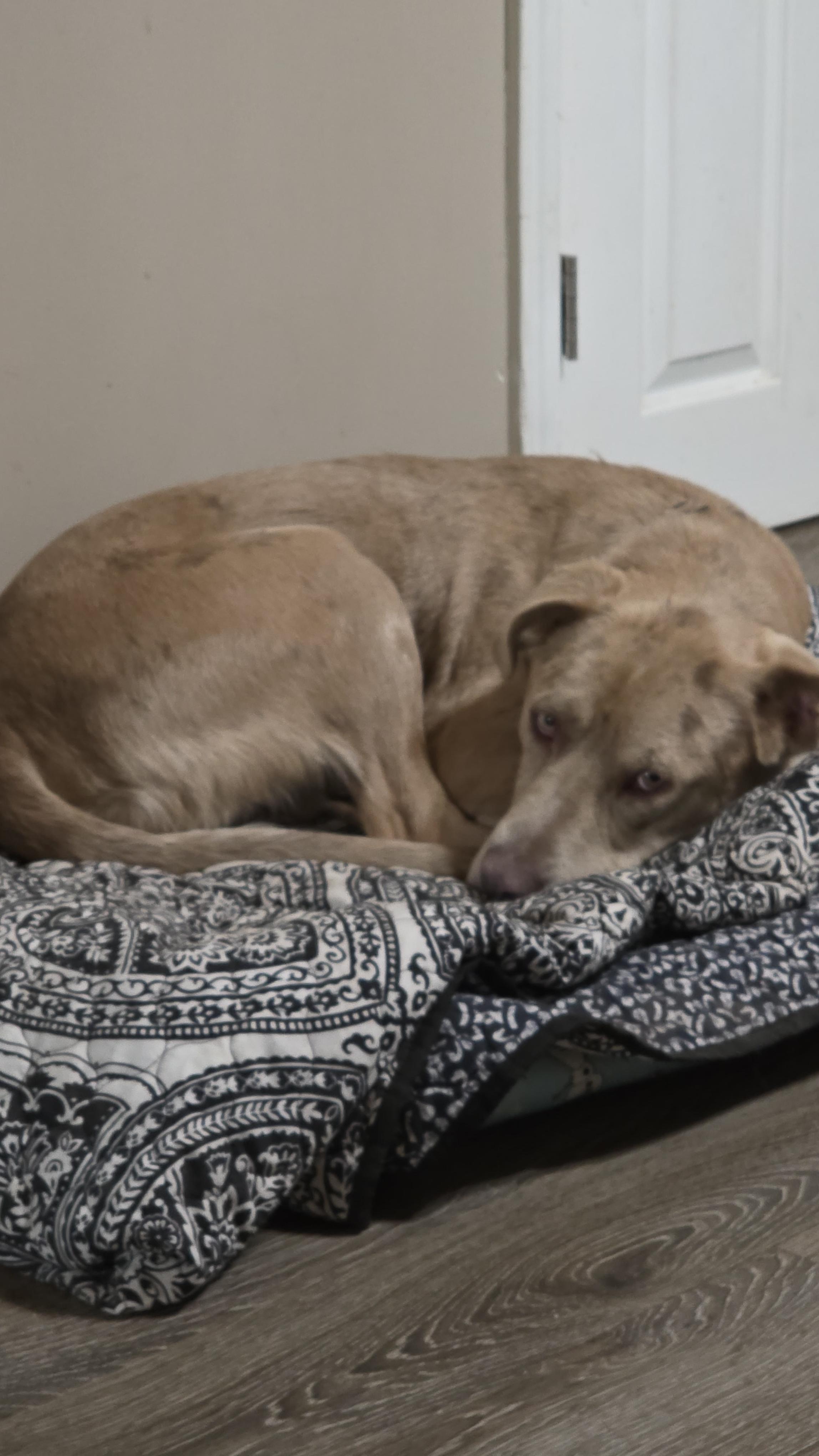 Enlarge Bingo, a Adoptable mixed breed in Dittmer, MO image 5/5
