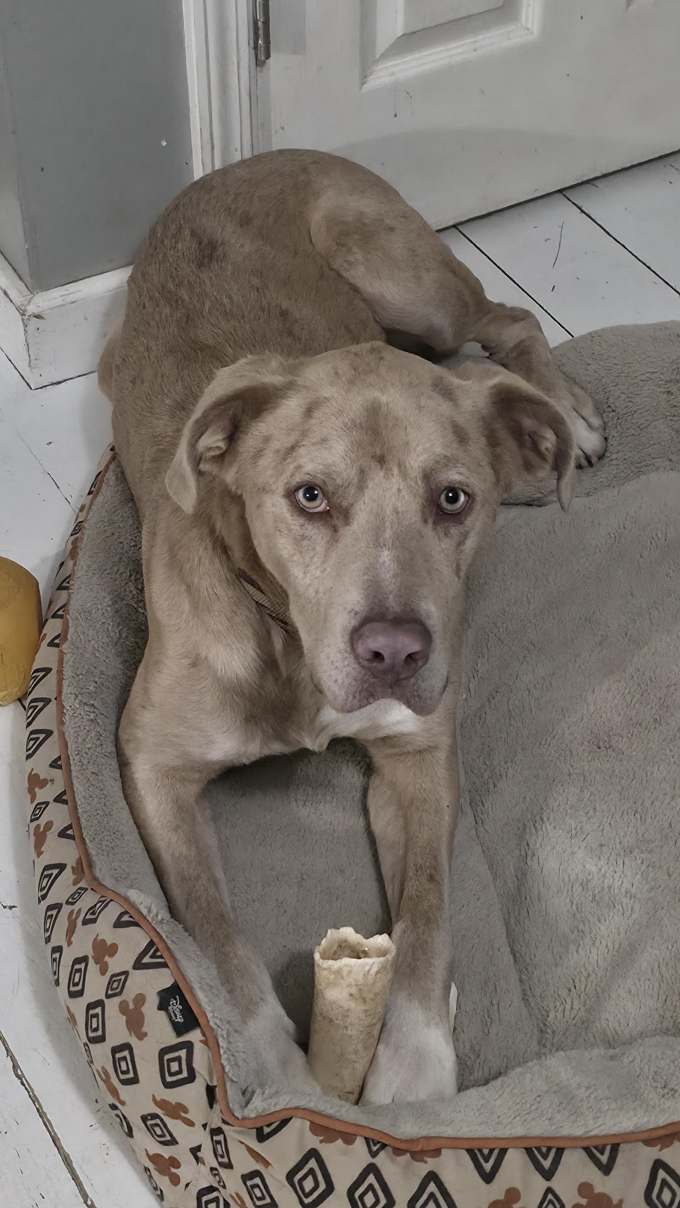 Enlarge Bingo, a Adoptable mixed breed in Dittmer, MO image 1/6