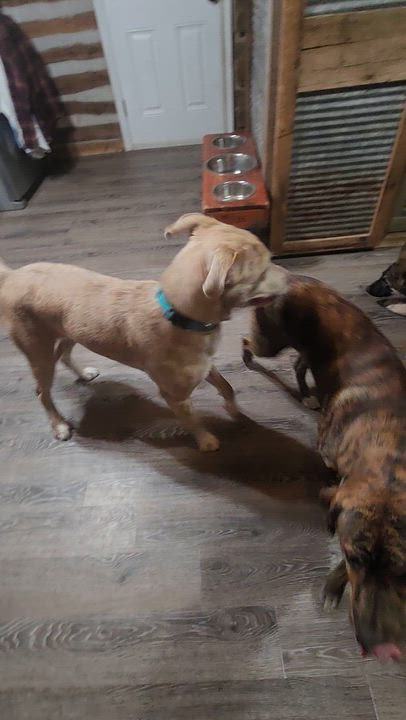 Enlarge Bingo, a Adoptable mixed breed in Dittmer, MO video 4/6