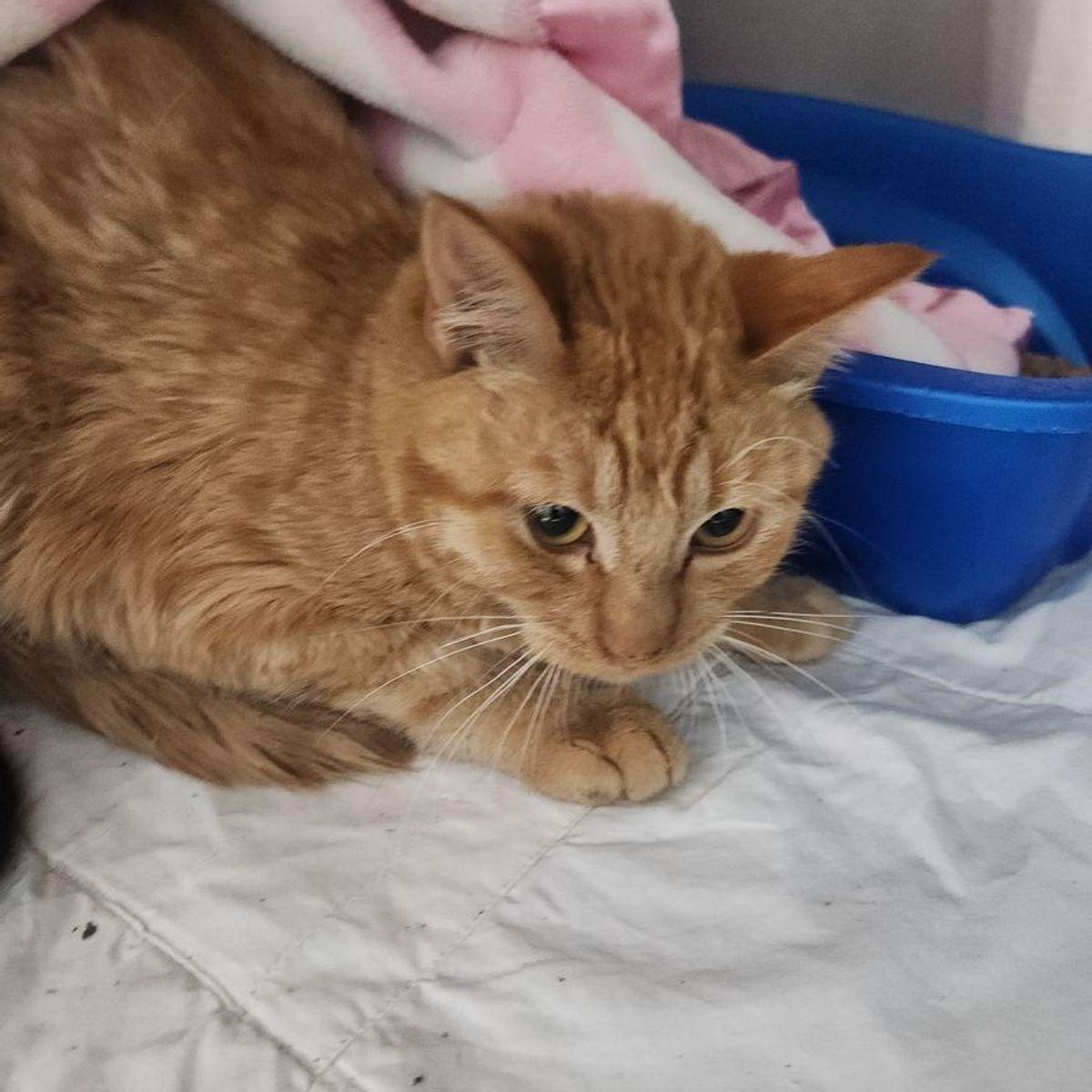 Enlarge Peppermint, a Adoptable Domestic Short Hair in Kingman, AZ image 1/1