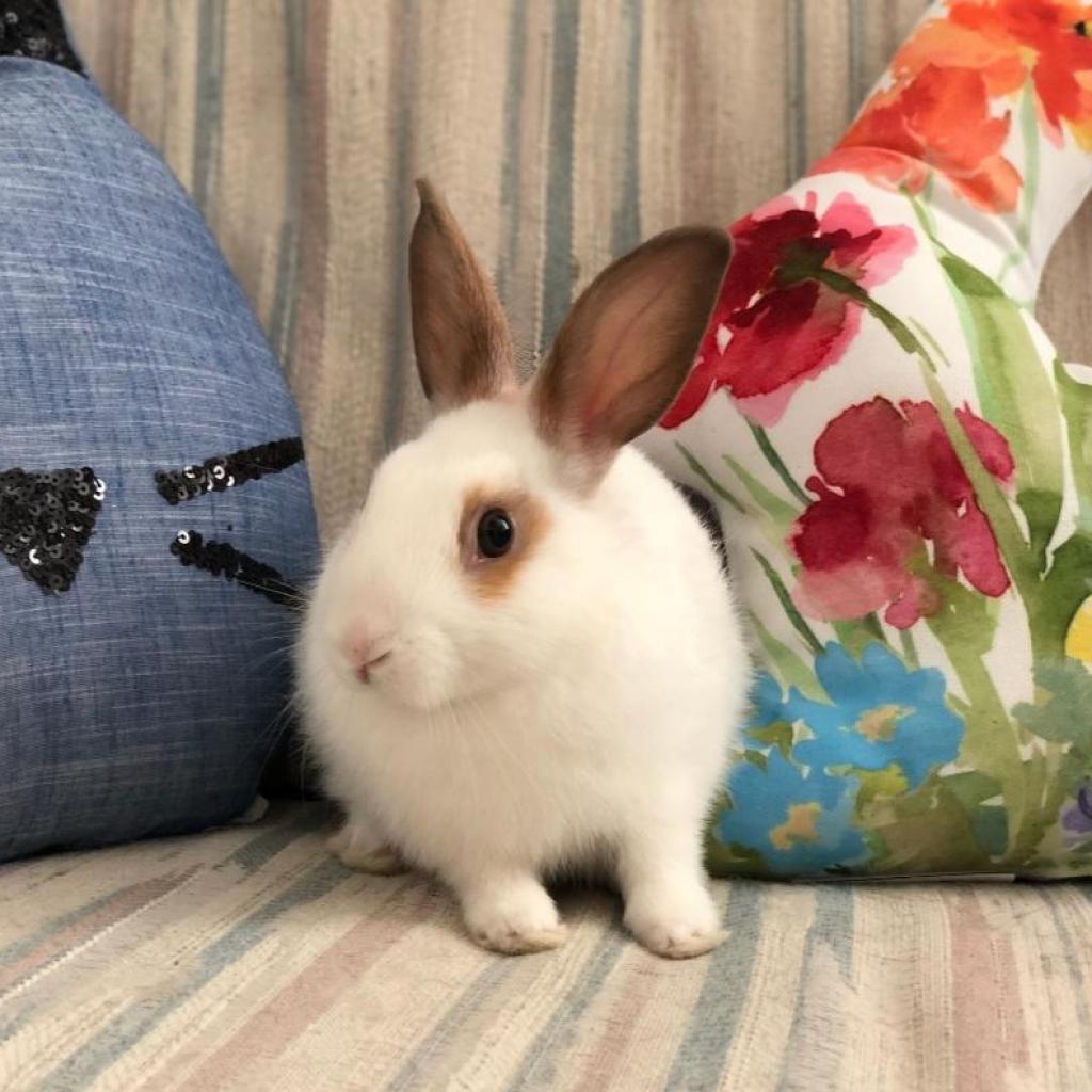 Tinker (bonded to Belle), Adoptable, Senior Female English Spot.